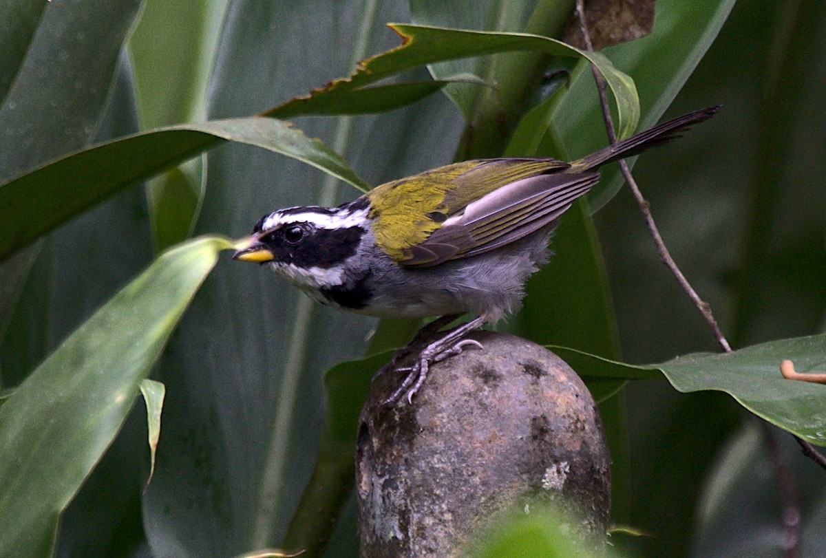 Half-collared Sparrow - Patrícia Hanate