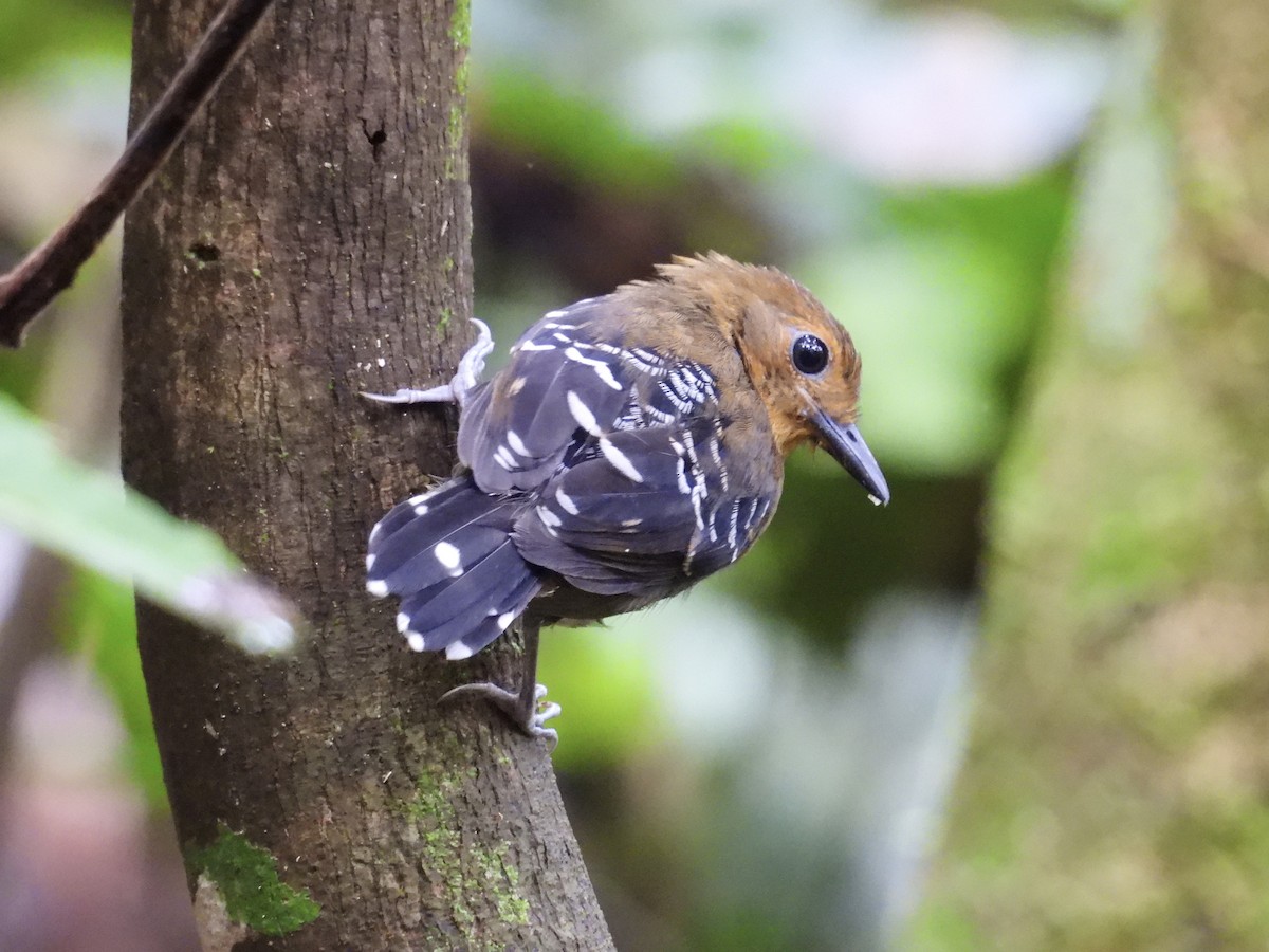 Common Scale-backed Antbird - Usha Tatini