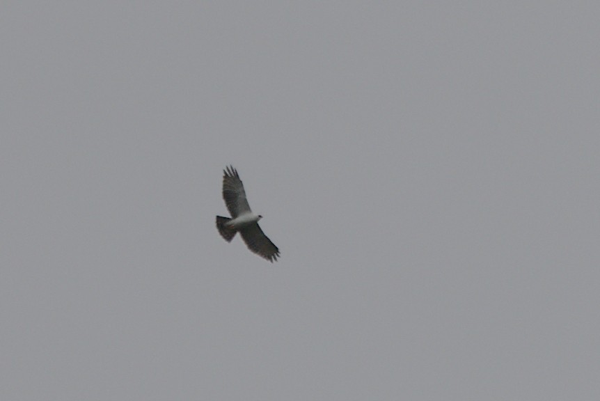 Black-and-white Hawk-Eagle - ML616192432