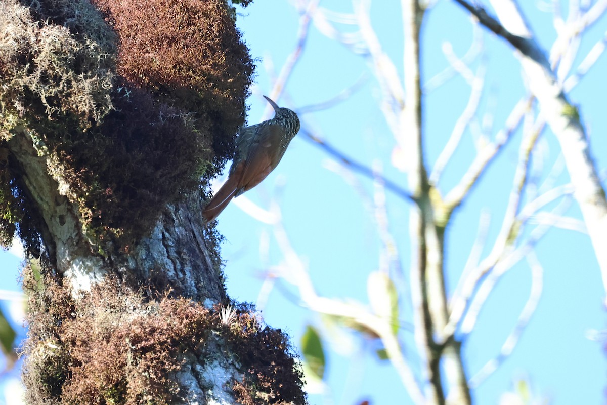 Spot-crowned Woodcreeper - ML616192449