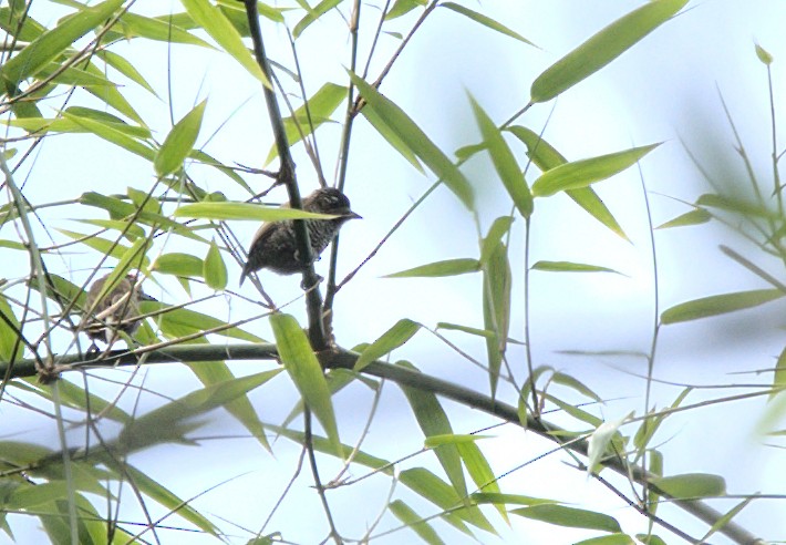 White-barred Piculet - ML616192450