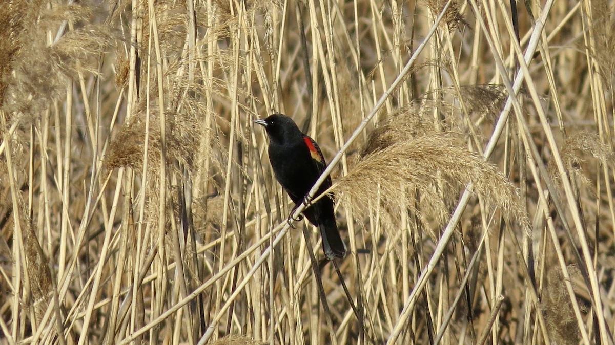 Red-winged Blackbird - Kent Coe