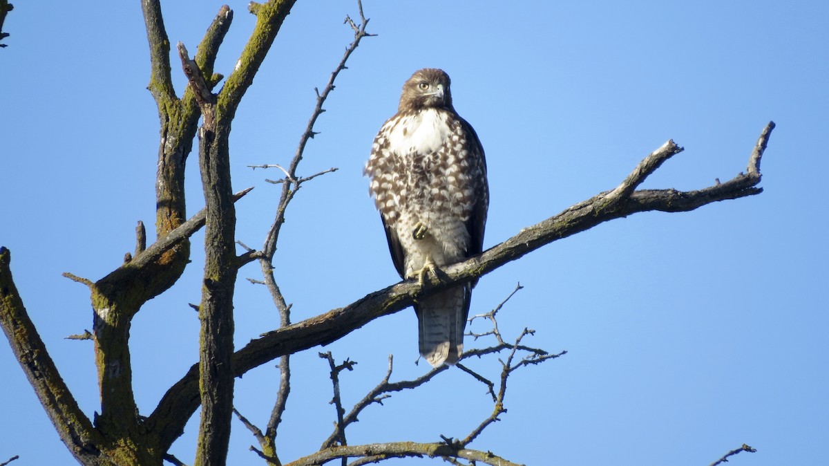 Red-tailed Hawk - ML616192652