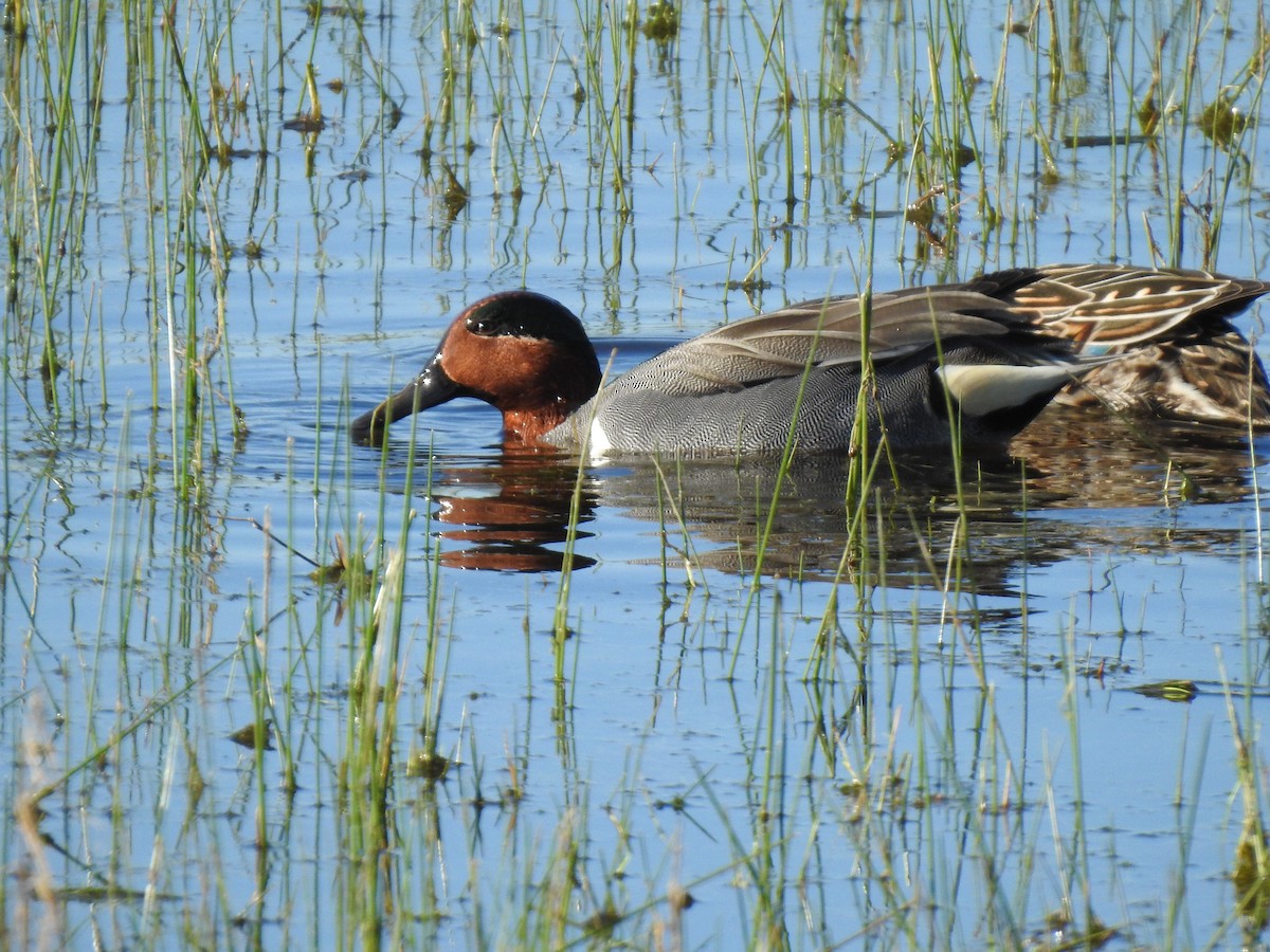 Green-winged Teal - ML616192872