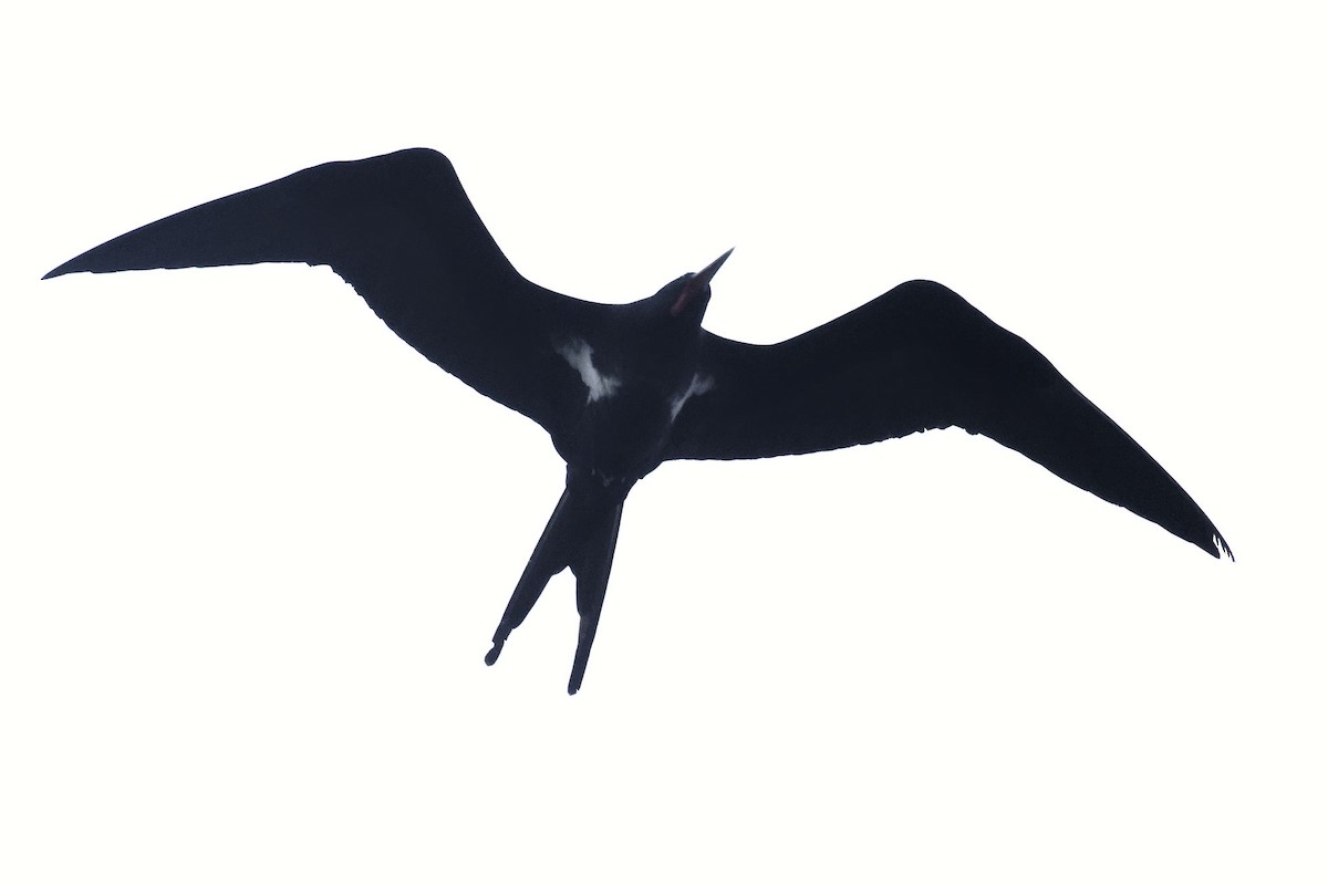 Lesser Frigatebird - ML616192939