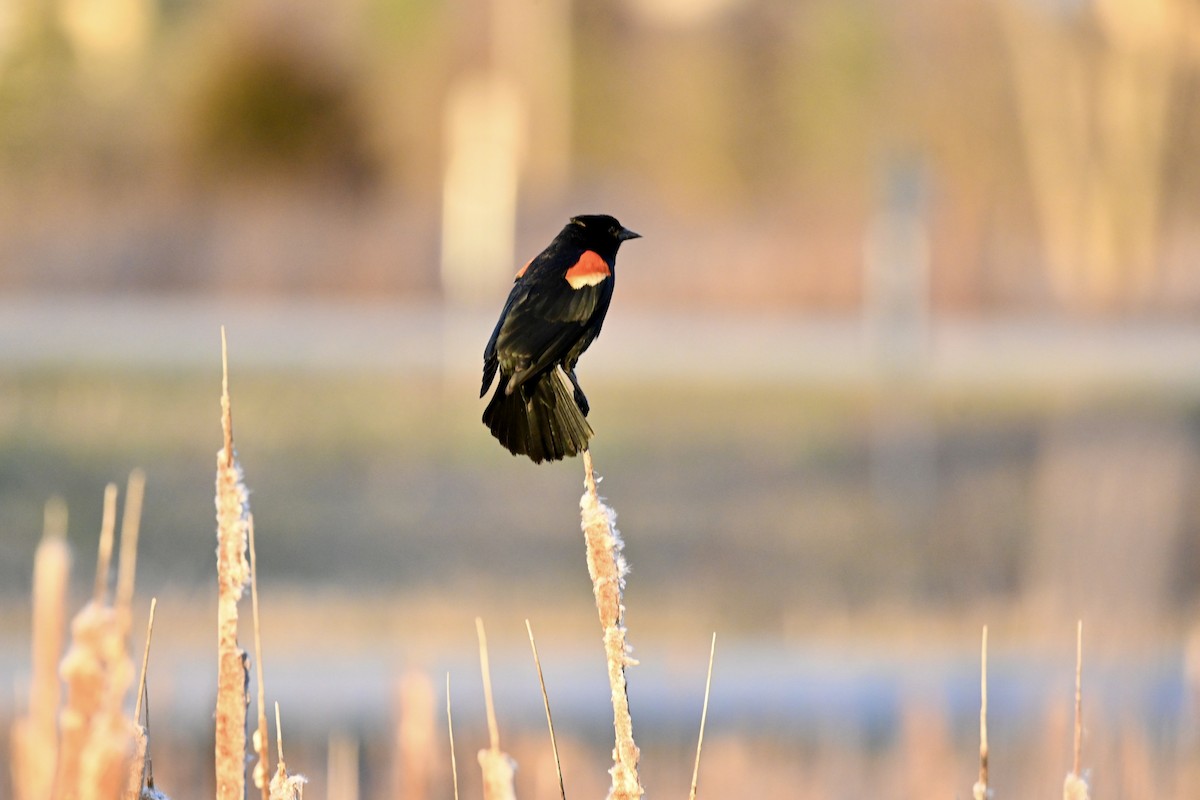 Red-winged Blackbird - Justin Riley