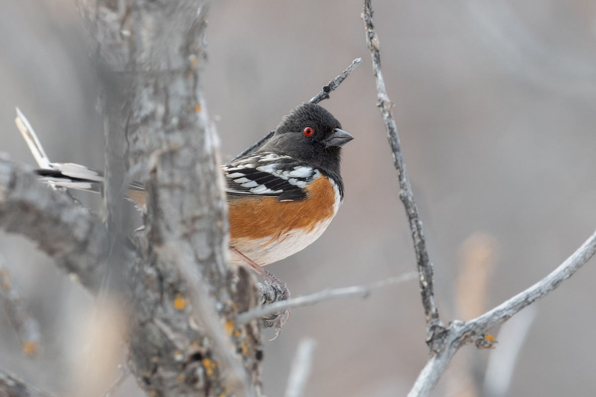 Spotted Towhee - ML616193237