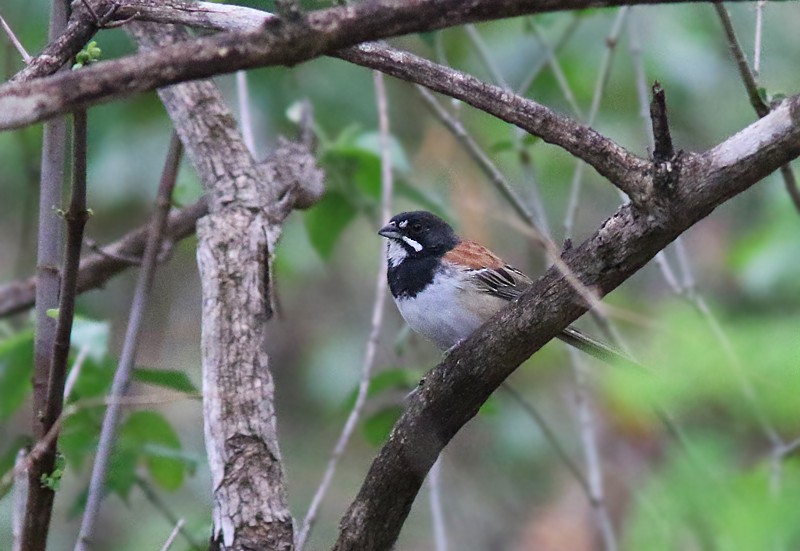 Black-chested Sparrow - ML61619331