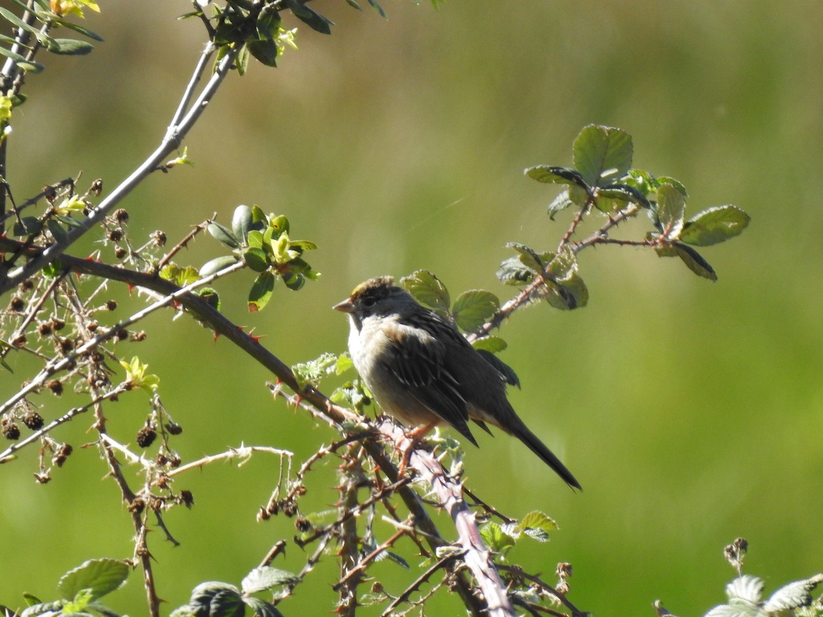 Golden-crowned Sparrow - ML616193347