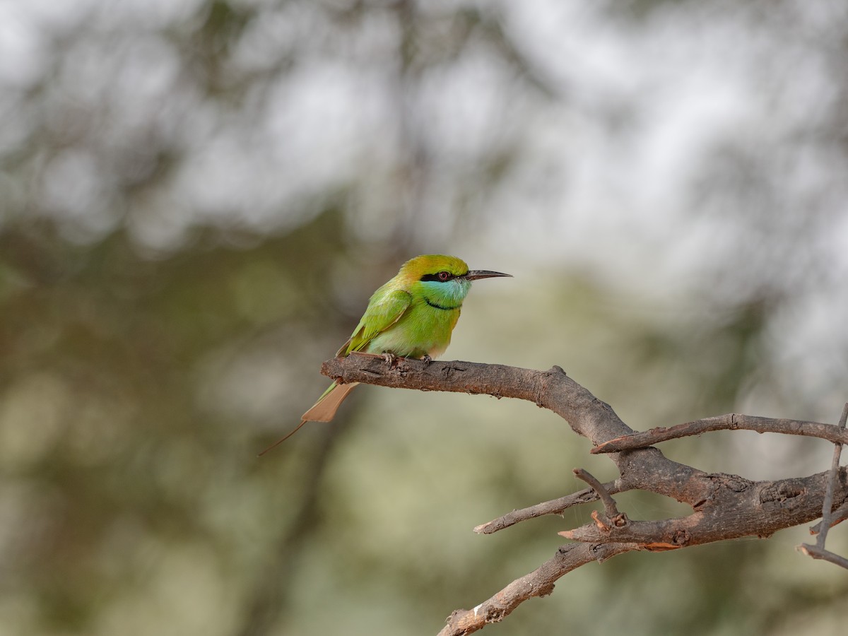 Asian Green Bee-eater - ML616193400