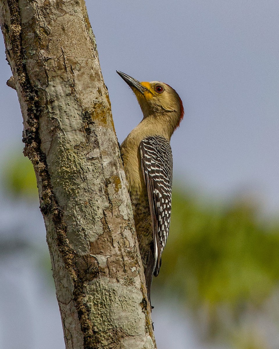 Yucatan Woodpecker - ML616193461