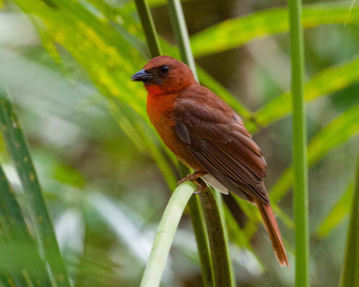 Red-throated Ant-Tanager - ML616193509