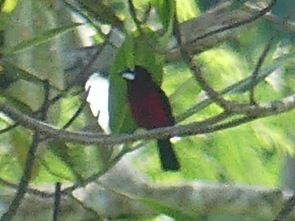 Black-bellied Tanager - ML616193559