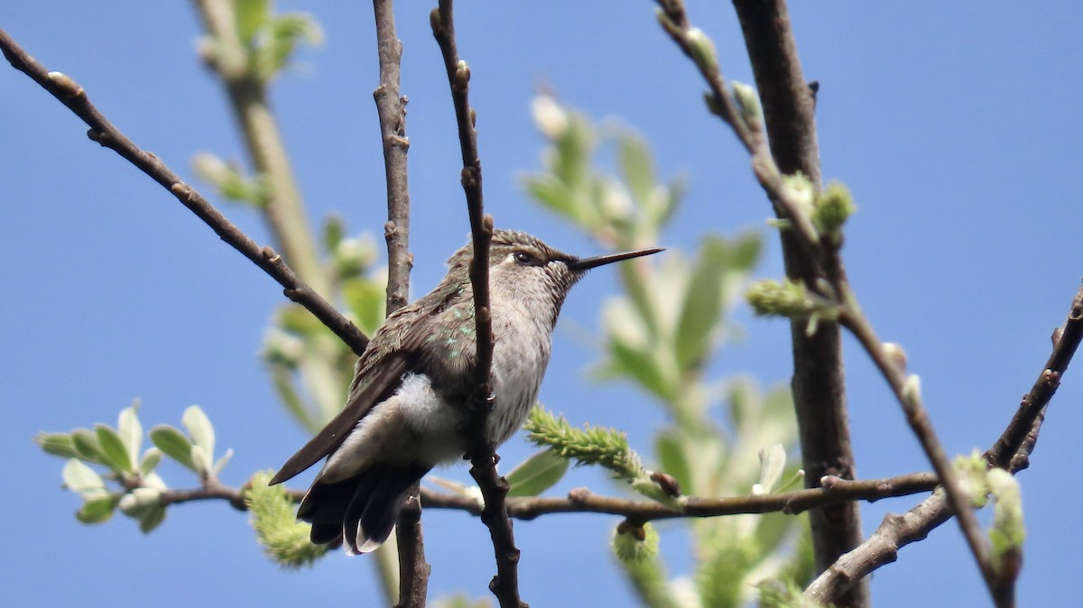 Anna's Hummingbird - ML616193571