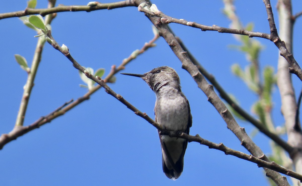 Anna's Hummingbird - ML616193585