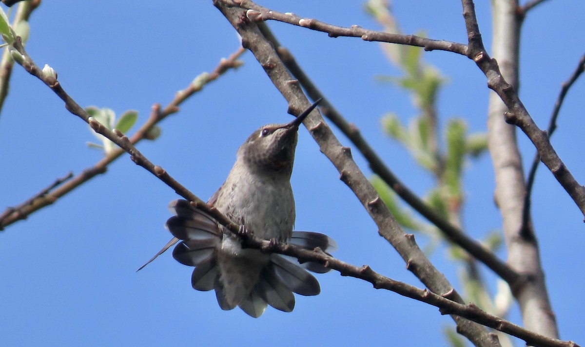 Anna's Hummingbird - ML616193601