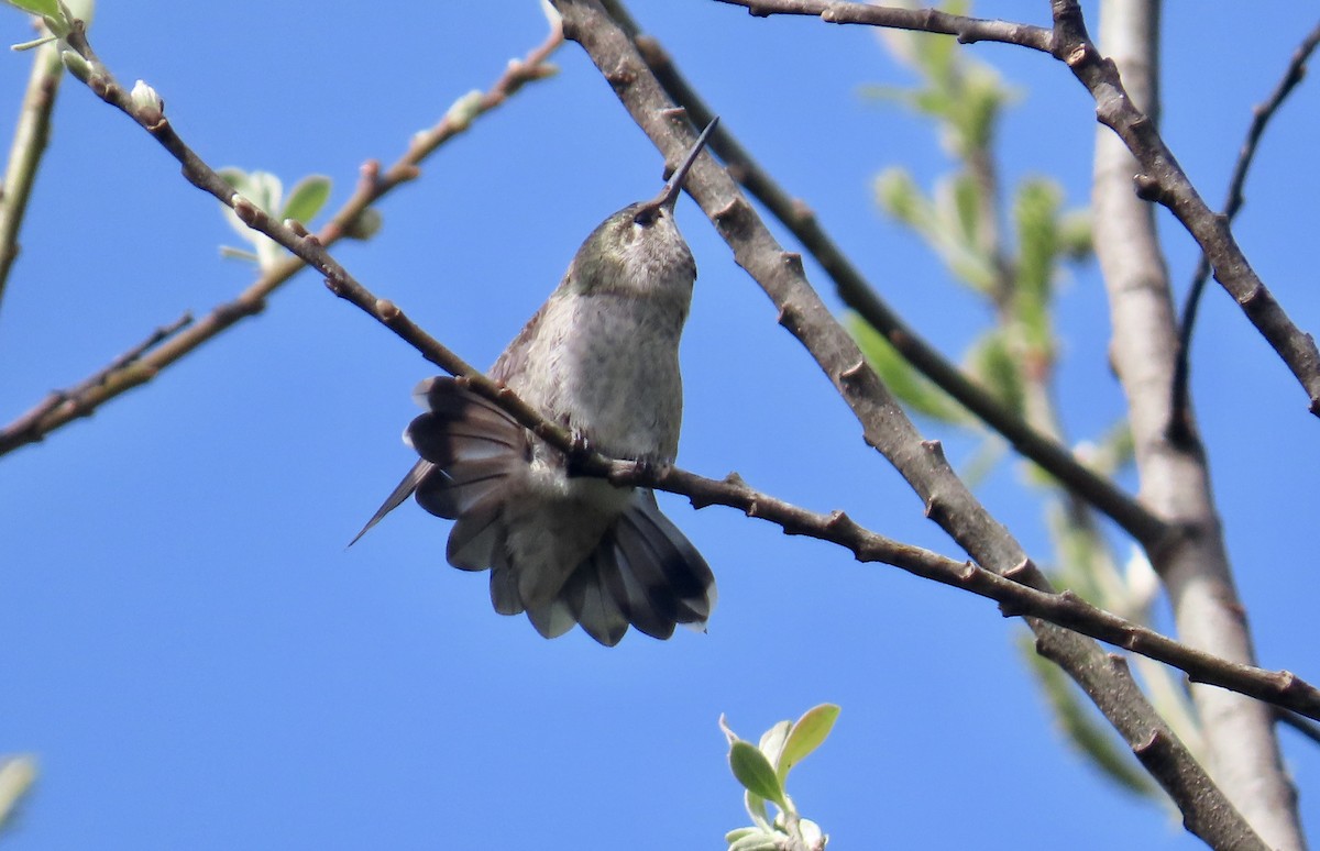 Anna's Hummingbird - ML616193607