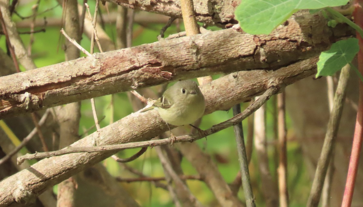 Ruby-crowned Kinglet - Petra Clayton