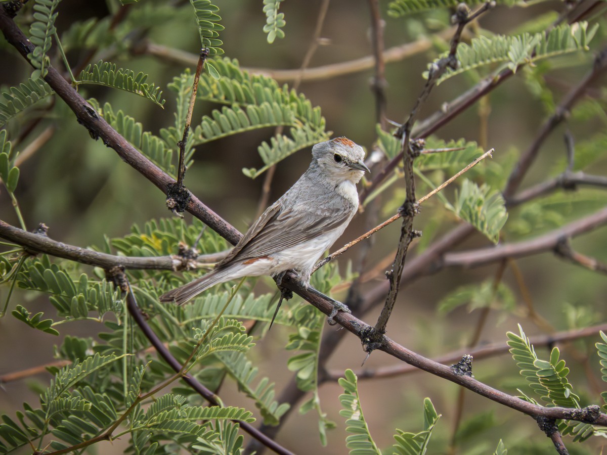 ML616193634 - Lucy's Warbler - Macaulay Library