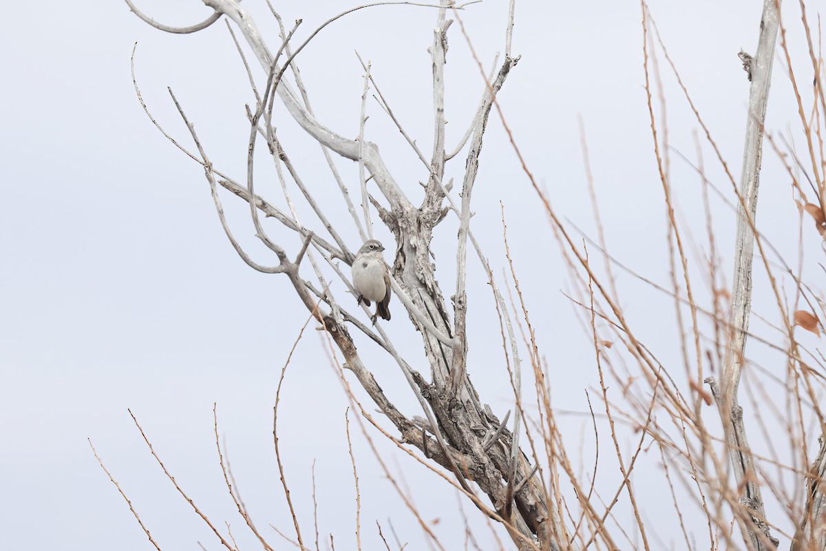 Sagebrush Sparrow - ML616193734