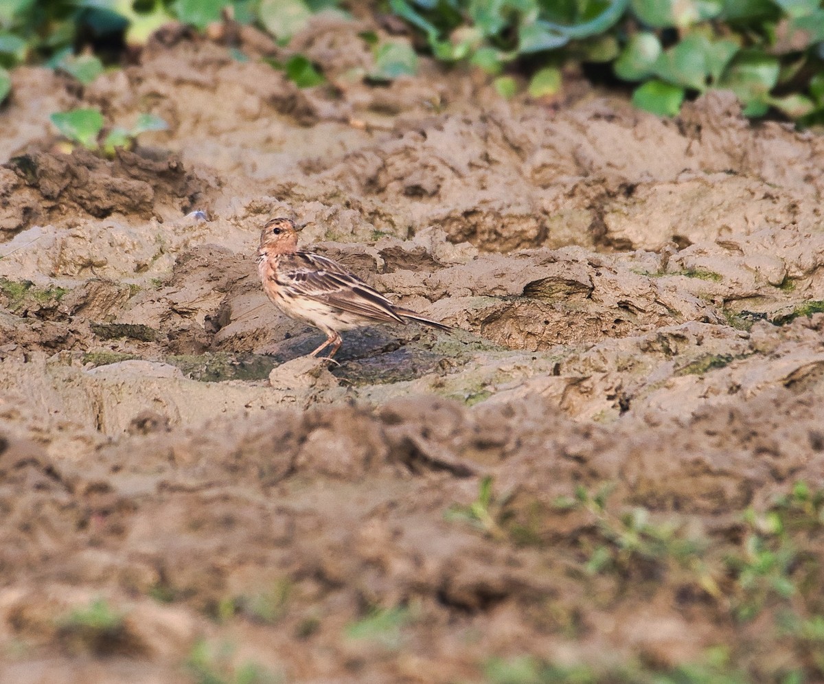 Red-throated Pipit - ML616193762