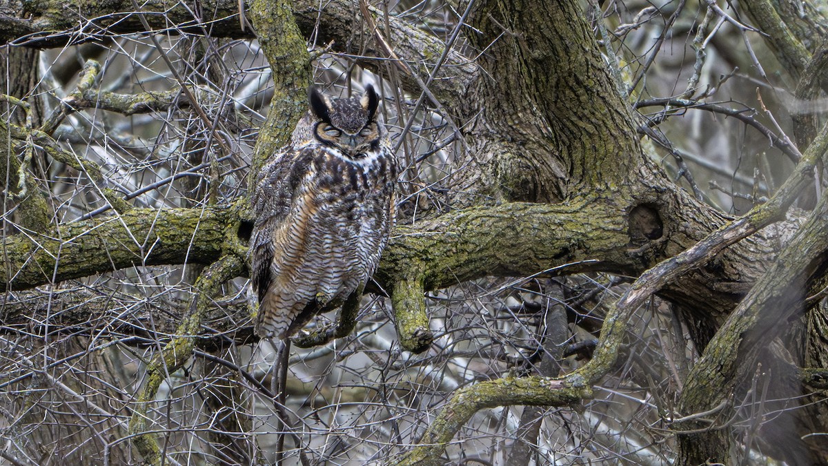 Great Horned Owl - Paul Clifford
