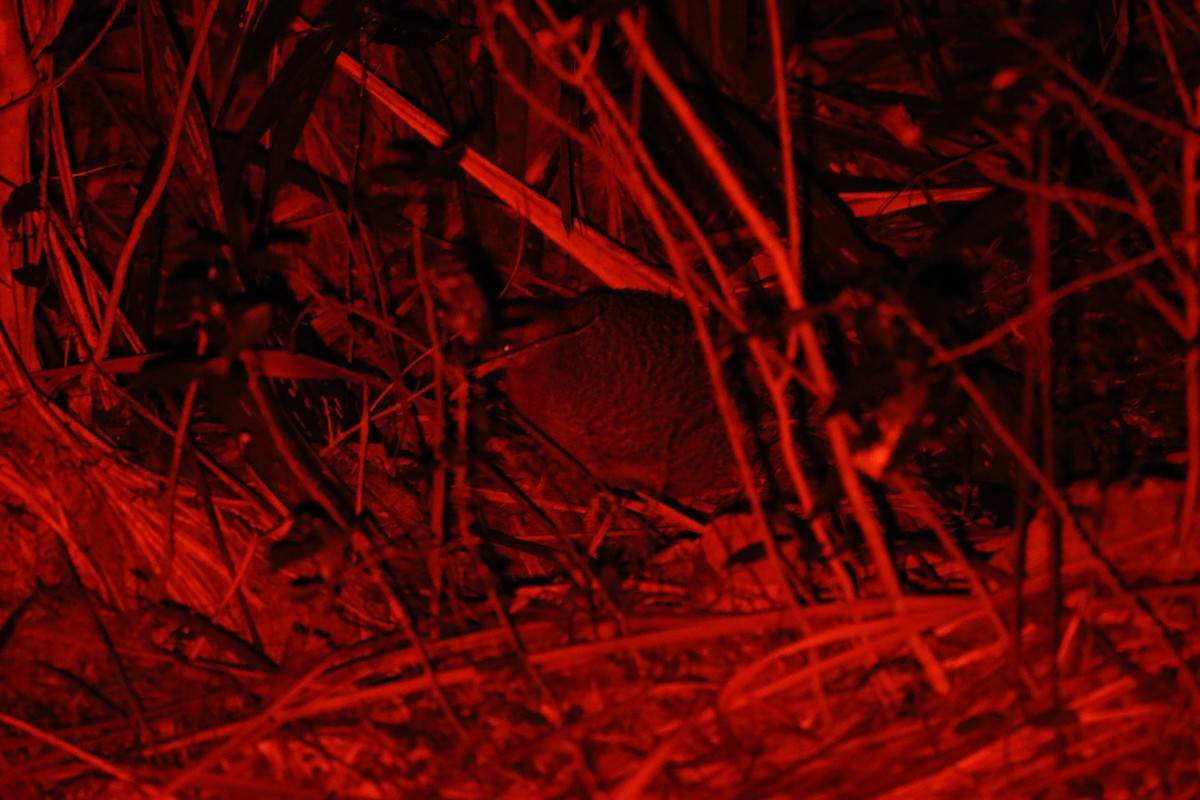 Little Spotted Kiwi - ML616193876