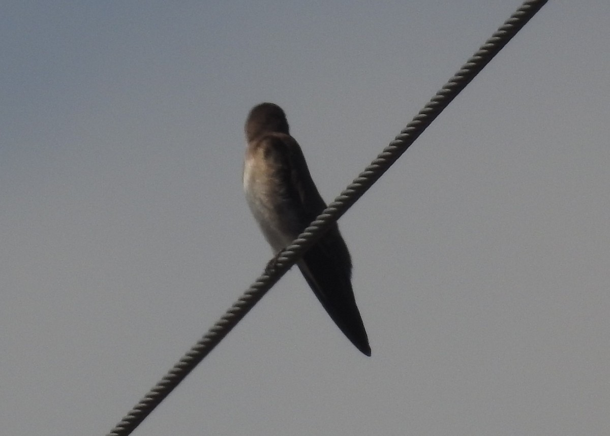 Northern Rough-winged Swallow - S. Queen