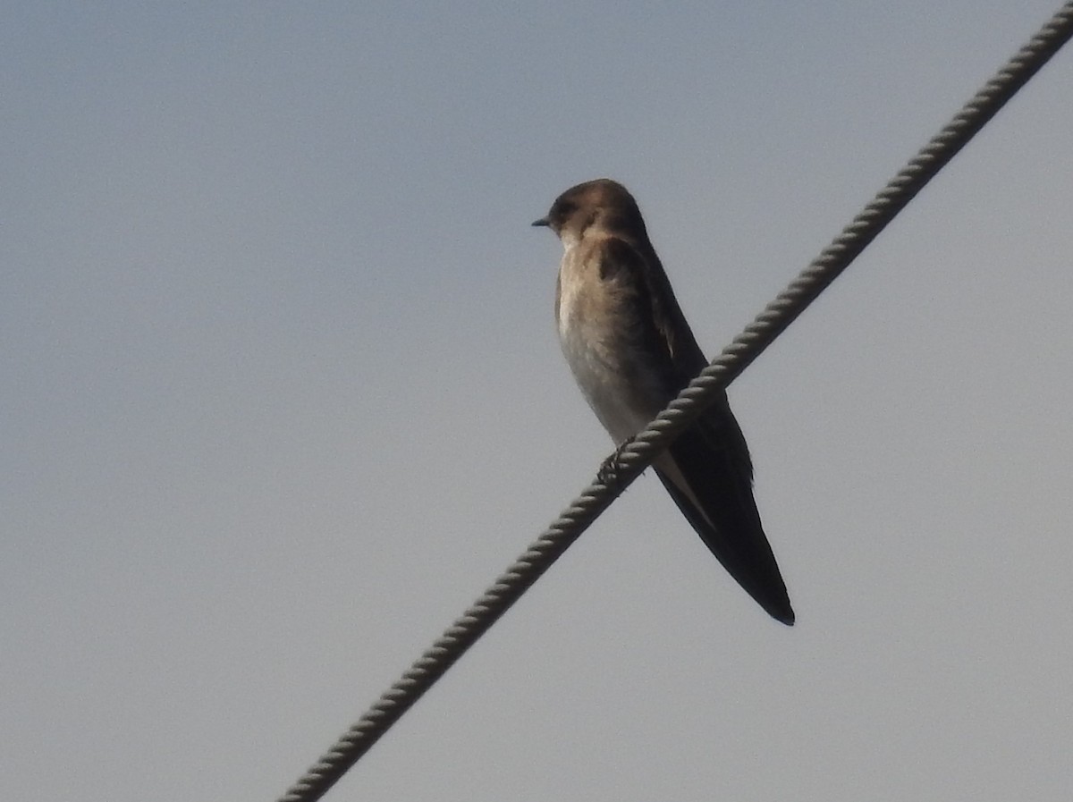 Northern Rough-winged Swallow - S. Queen