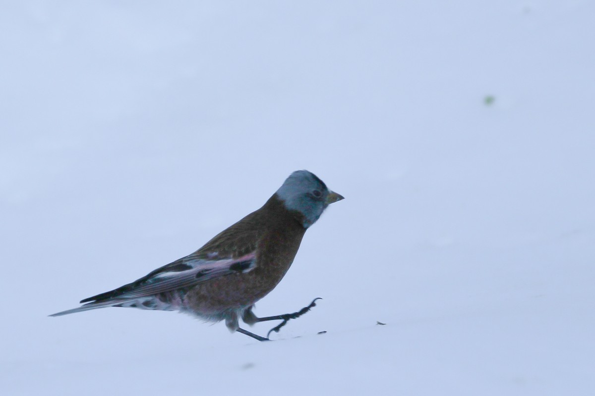 Gray-crowned Rosy-Finch - ML616194250