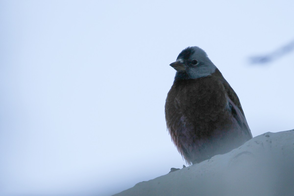 Gray-crowned Rosy-Finch - ML616194251