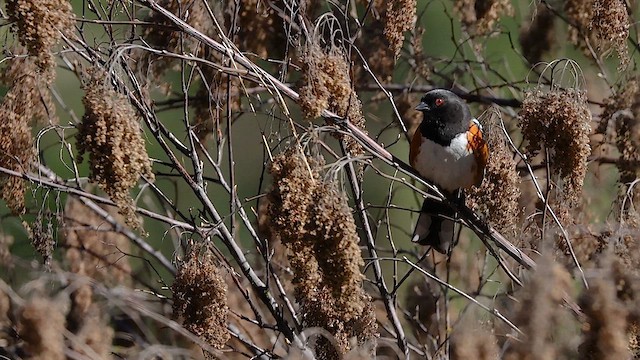 Spotted Towhee - ML616194481