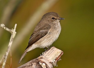  - African Dusky Flycatcher