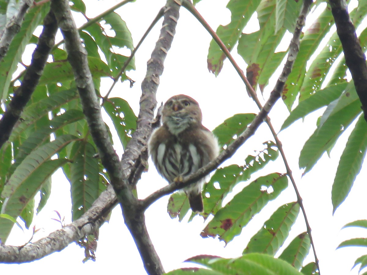 Ferruginous Pygmy-Owl - ML616194517