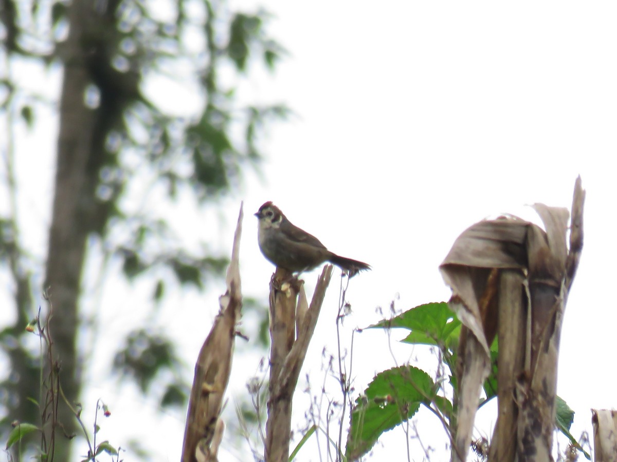 White-faced Ground-Sparrow - ML616194585