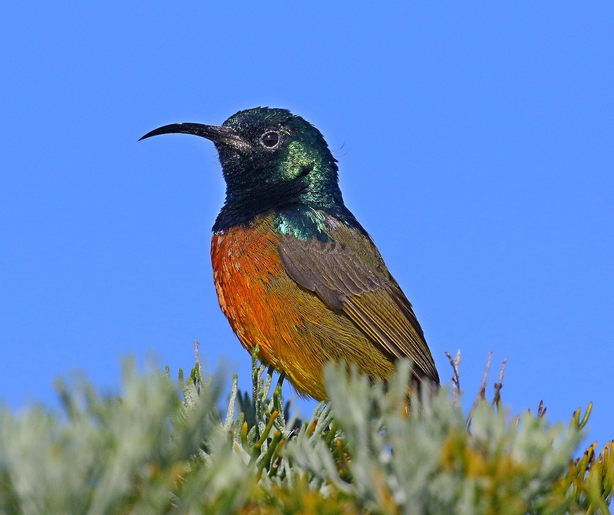 Orange-breasted Sunbird - ML61619461