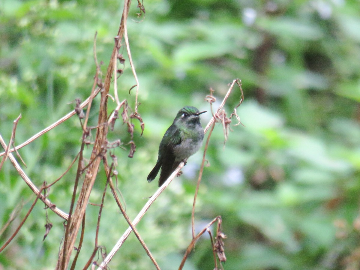Emerald-chinned Hummingbird - ML616194722