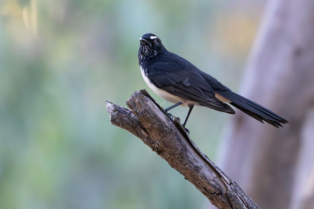 Willie-wagtail - ML616194931