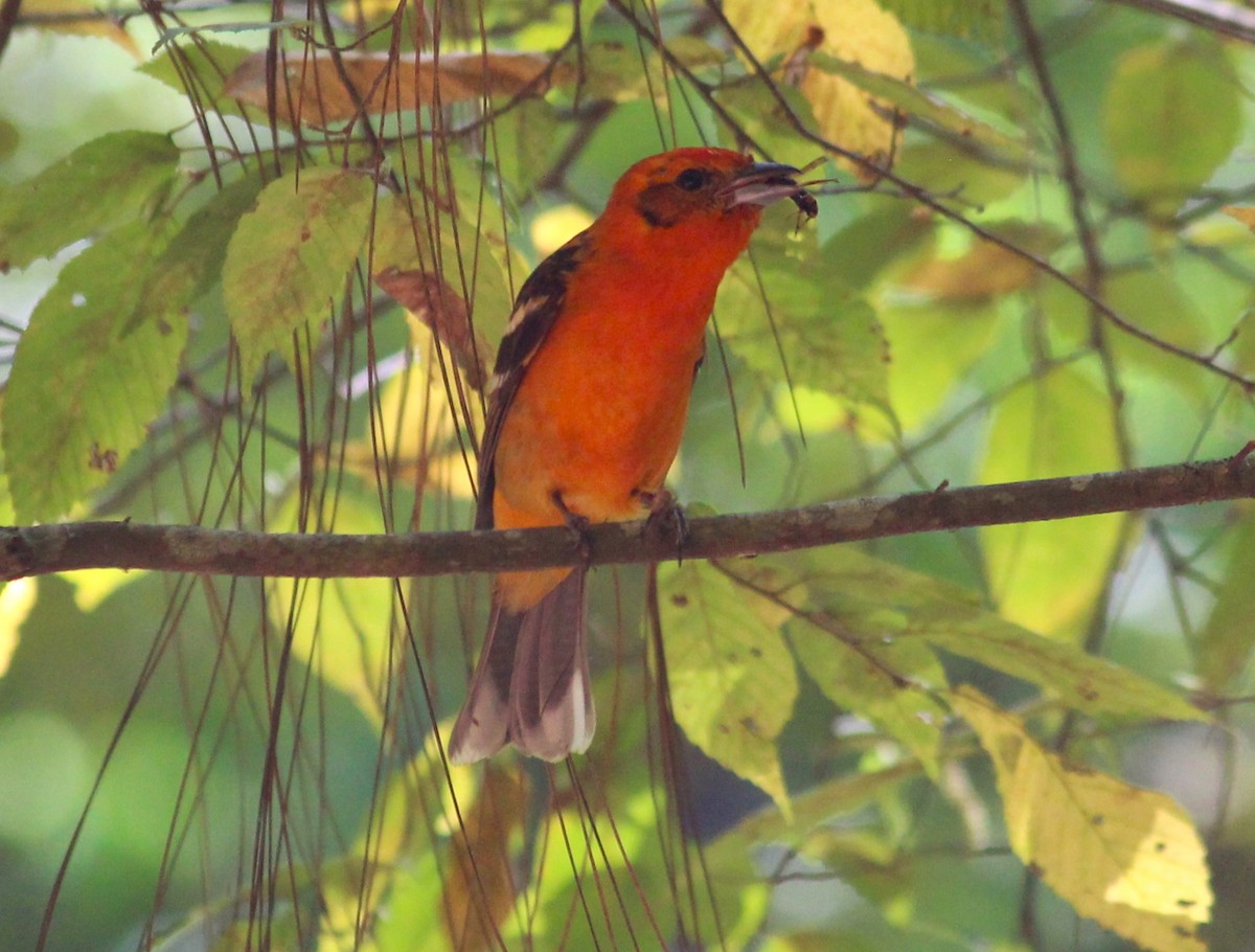 Flame-colored Tanager - ML616195000