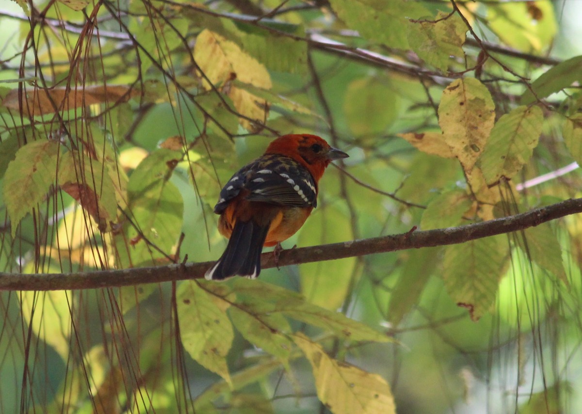 Flame-colored Tanager - ML616195005
