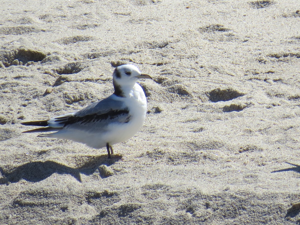Mouette tridactyle - ML616195013