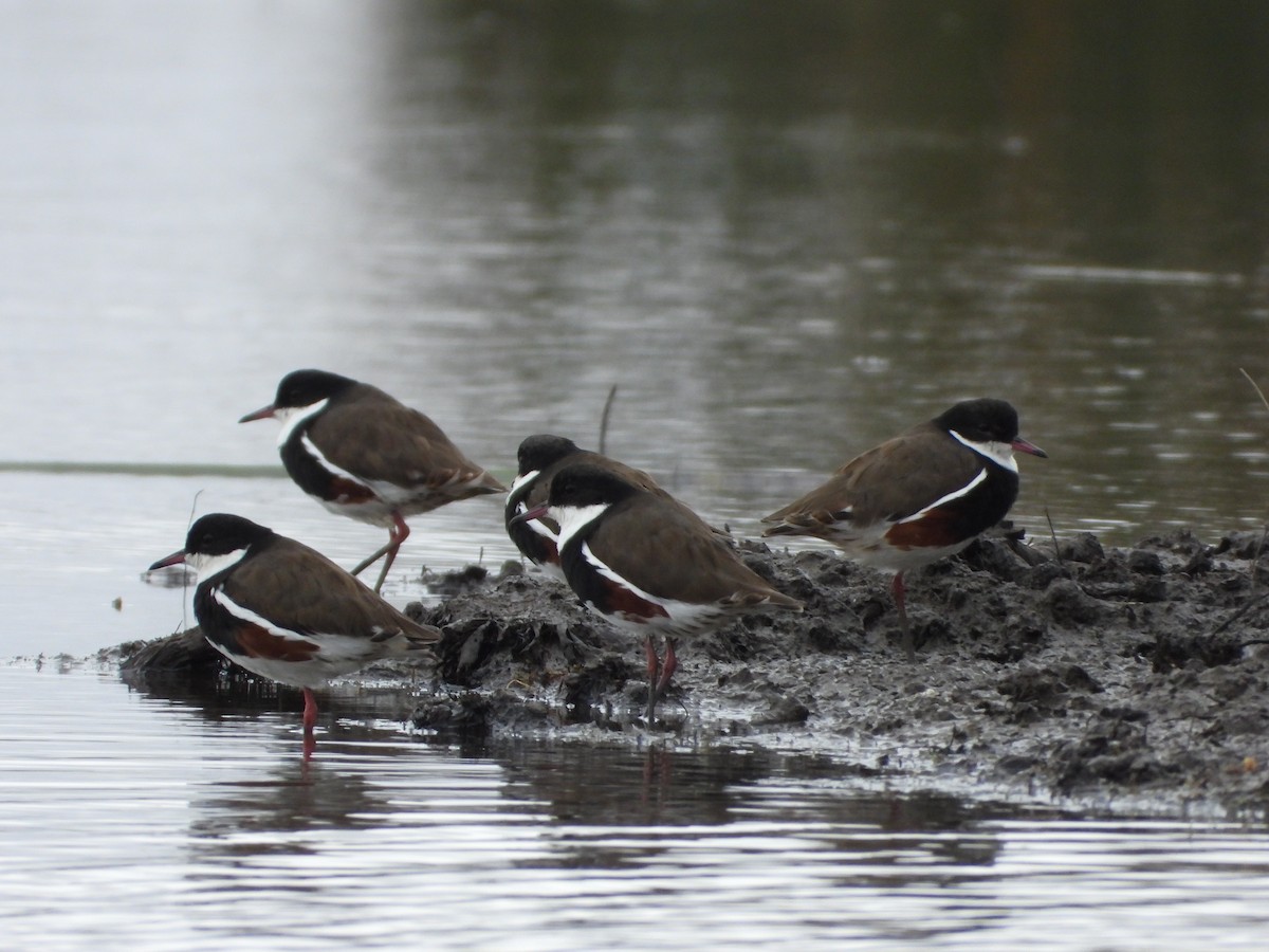Red-kneed Dotterel - ML616195152