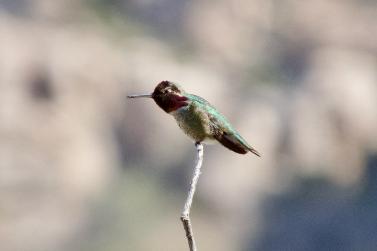 Anna's Hummingbird - ML616195156