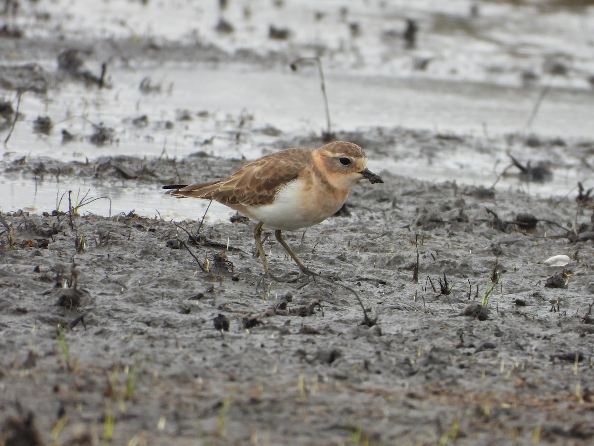 Double-banded Plover - ML616195183
