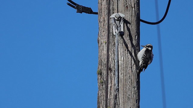 Hairy Woodpecker (Rocky Mts.) - ML616195204