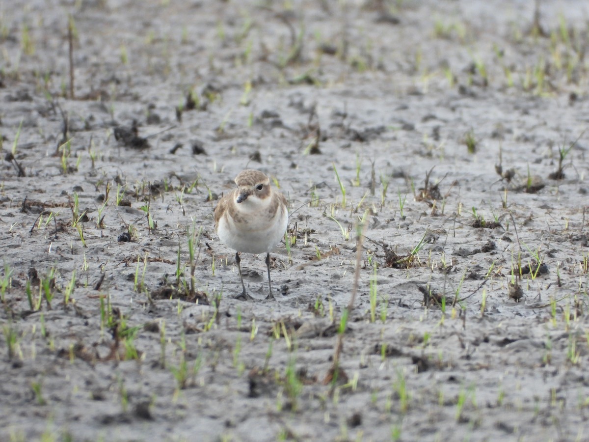 Double-banded Plover - ML616195209