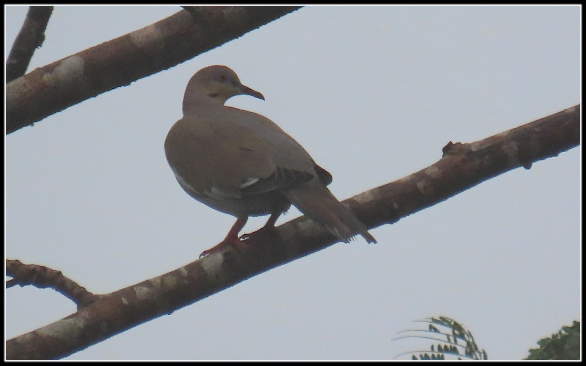 White-winged Dove - ML616195219