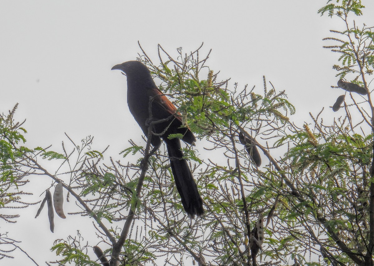 Greater Coucal (Southern) - ML616195221
