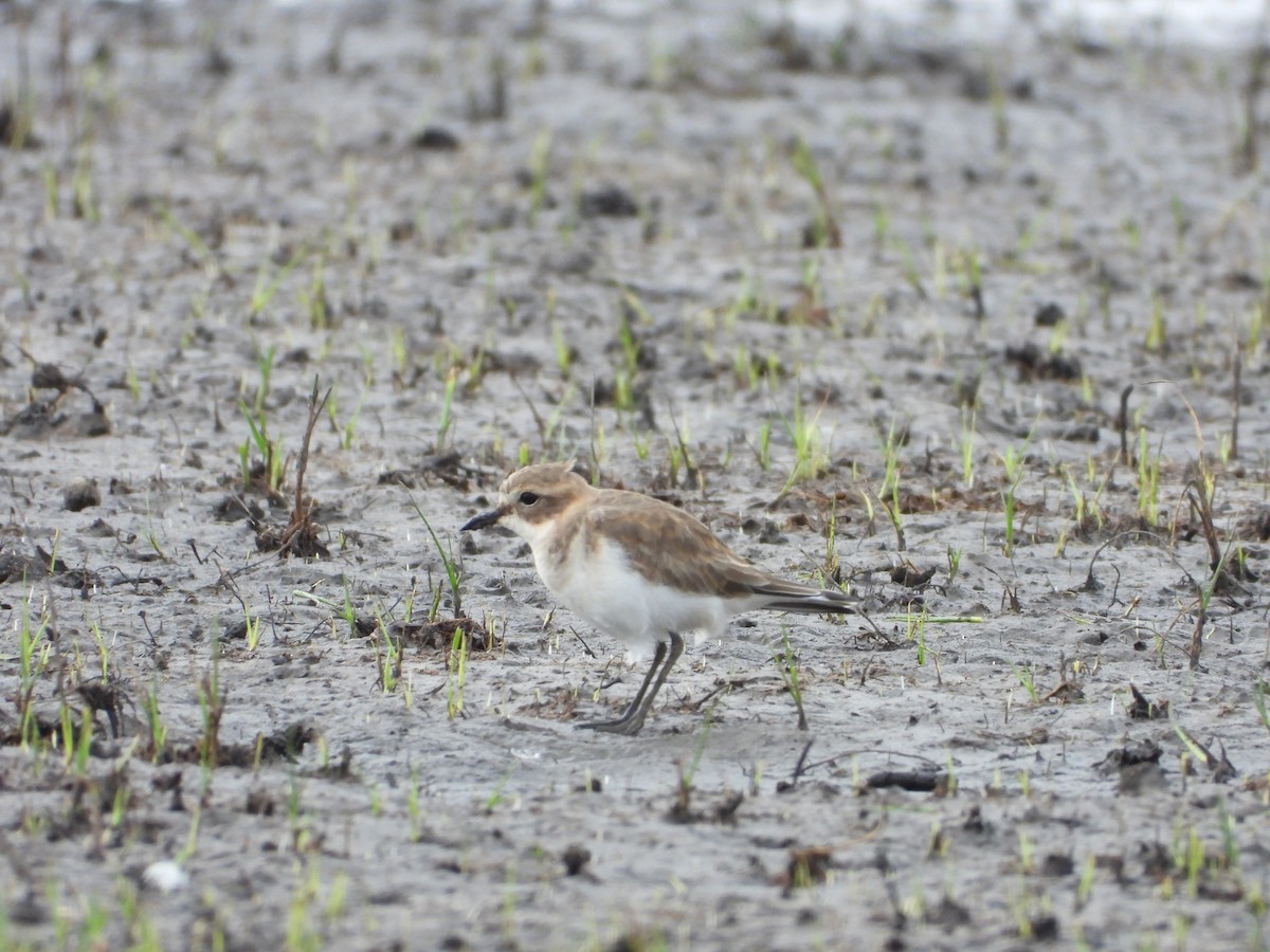Double-banded Plover - troy and karyn zanker