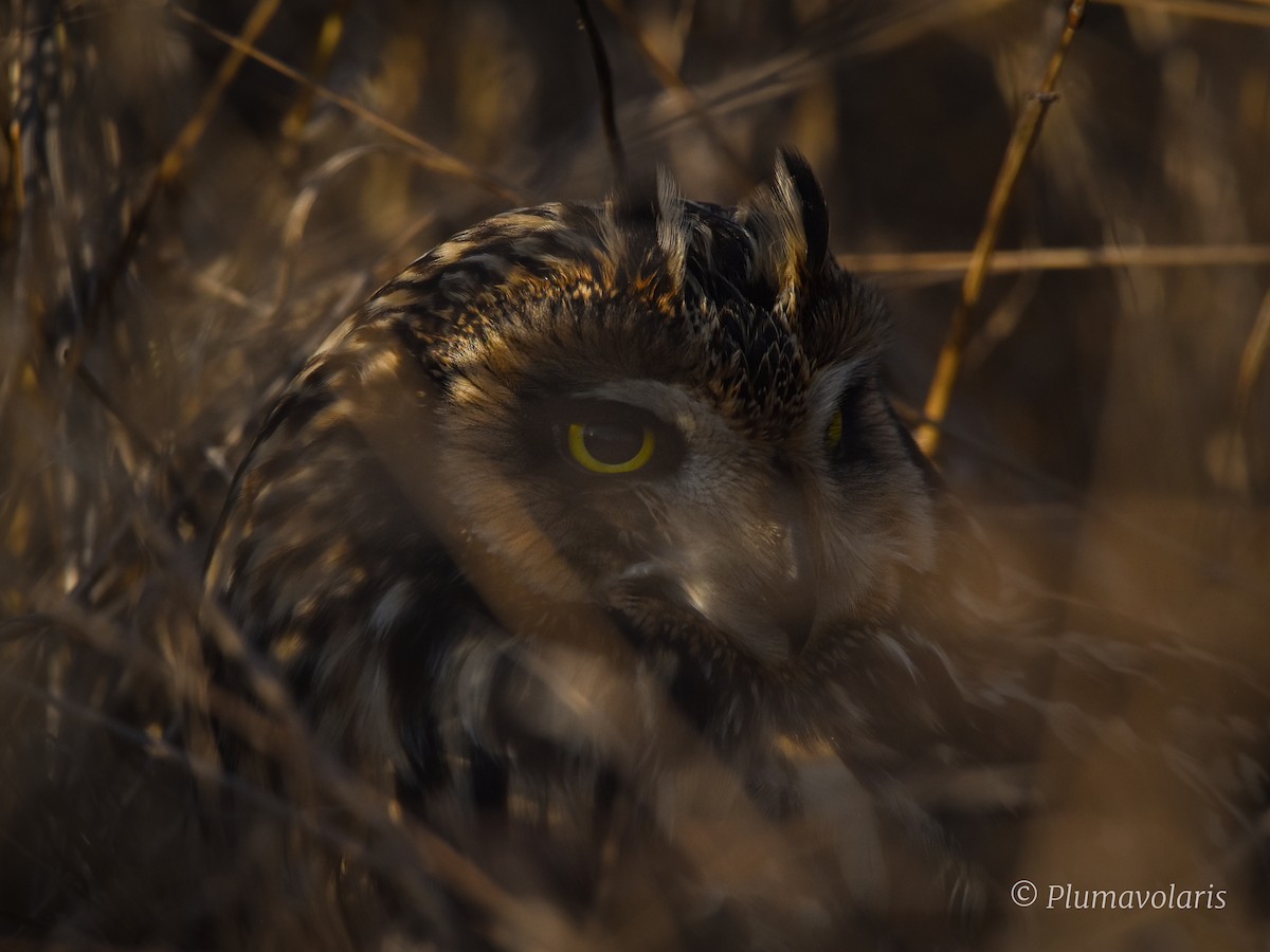 Short-eared Owl - ML616195361